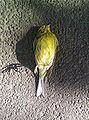 Dead yellow sparrow.jpg