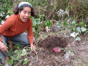 Giant kumara 1.jpg