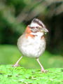 Sparrow on fern.jpg