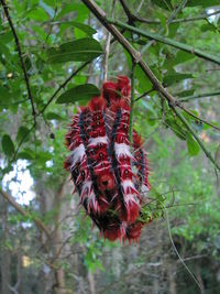 Hairy red caterpillars.jpg