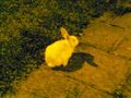 Rabbit on the footpath at night.jpg