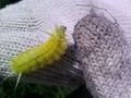 Yellow hairy caterpillar.jpg