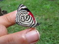 Butterfly on Beth's finger 2.jpg