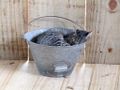 Kitten in a bucket.jpg