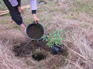 Planting fruit trees 3.jpg
