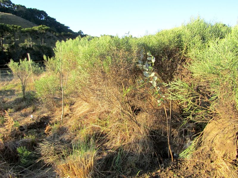 File:Planting trees 1.jpg