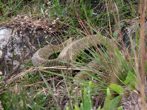 My first snake photo.jpg