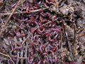 Baby worms.jpg