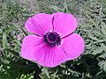 Tina's purple flower.jpg