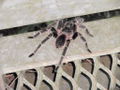 Big Argentinian spider.jpg