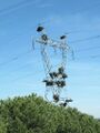 Huge birds nests in pylon.jpg