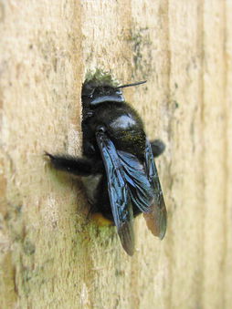 Carpenter bee burrowing into door.jpg