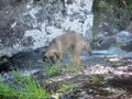 Fluffy at the waterfall 9.jpg