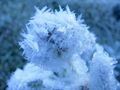 Frosty plant 2.jpg