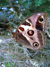 Brown butterfly in tree.jpg