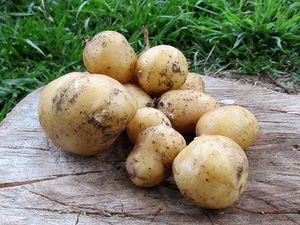 Tiny potatos.jpg