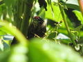 Baby woodpecker in chia 1.jpg