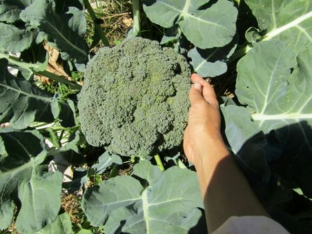 Big broccoli.jpg