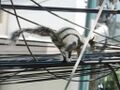 Mexican squirrel on power lines.jpg