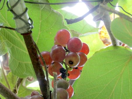 Red grapes ready.jpg
