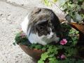 Chloe in a pot plant.jpg
