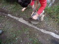 Fixing south-west fence with concrete 7.jpg