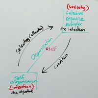 Organisation-diagonal.jpg