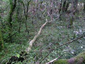 Fallen tree in bush.jpg