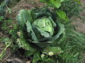 Cabbage Jan 2014.jpg