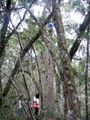 Climbing Araucaria for Pinhao.jpg
