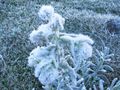 Frosty plant 1.jpg