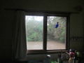Flood view from window.jpg
