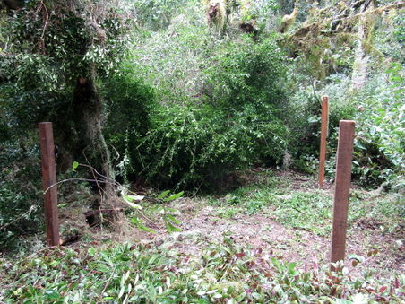 Fallen tree in retreat area 2.jpg