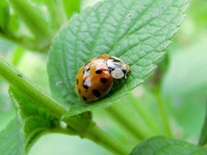 Lady bug on chia.jpg