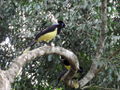 Black argentinian bird 2.jpg