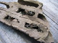 Mud Dauber wasp nest.jpg