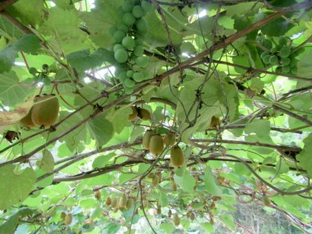 Grape and kiwifruit arch xmas 2018.jpg