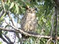 Owl in tree by pond 1.jpg