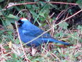 Blue bird 1.jpg