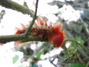 Red hairy caterpillar.jpg