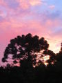 Araucaria-sunset-1.jpg