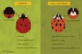 Ladybug vs Asian lady beetle.jpg