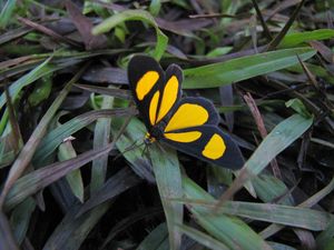 Yellow butterfly.jpg