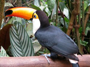 Tucan2.jpg