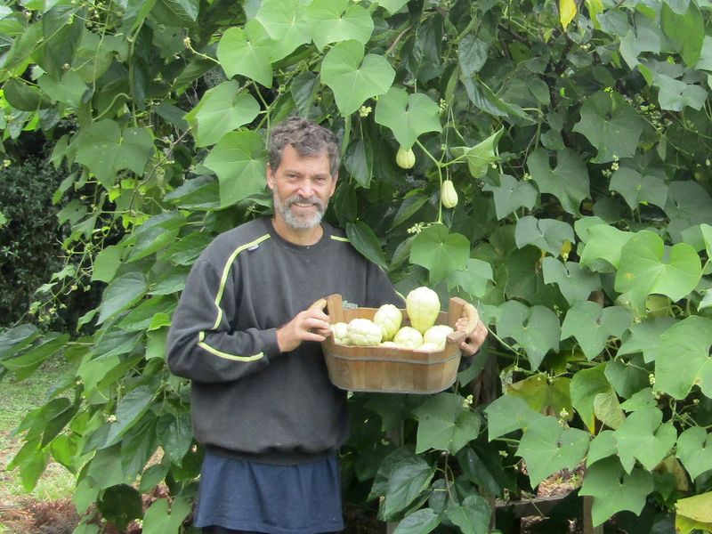 File:Chuchu harvest.jpg