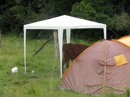 Cow visiting tent.jpg
