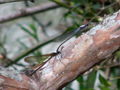 Dragonflys mating.jpg